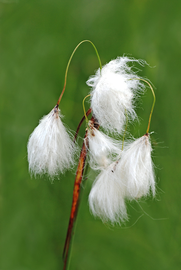 Di zona umida, da id.- Eriophorum sp